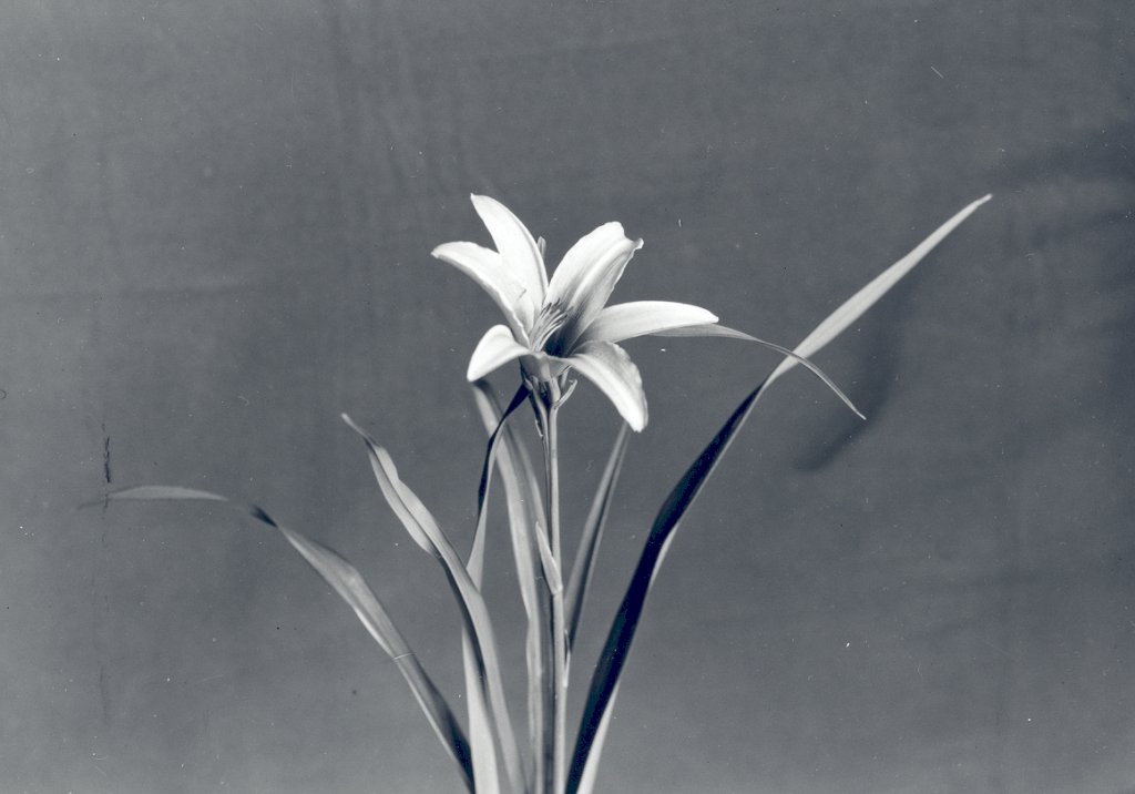 Orange Taglilie (Hemerocallis aurantiaca)