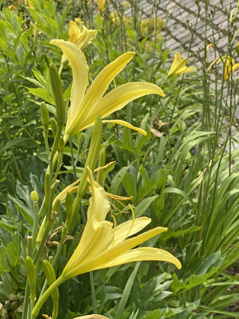 Gelbe Taglilie (Hemerocallis lilio-asphodelus)