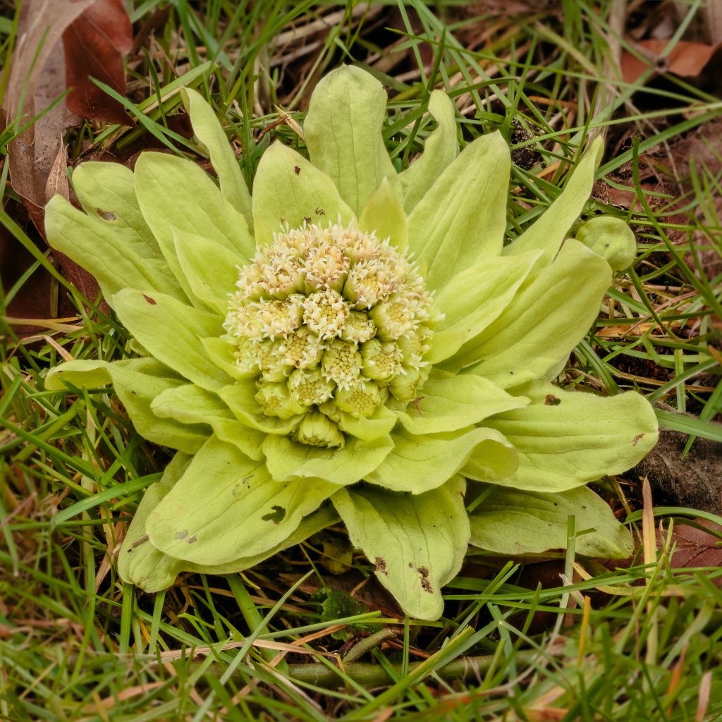 Japanische Pestwurz (Petasites japonicus)