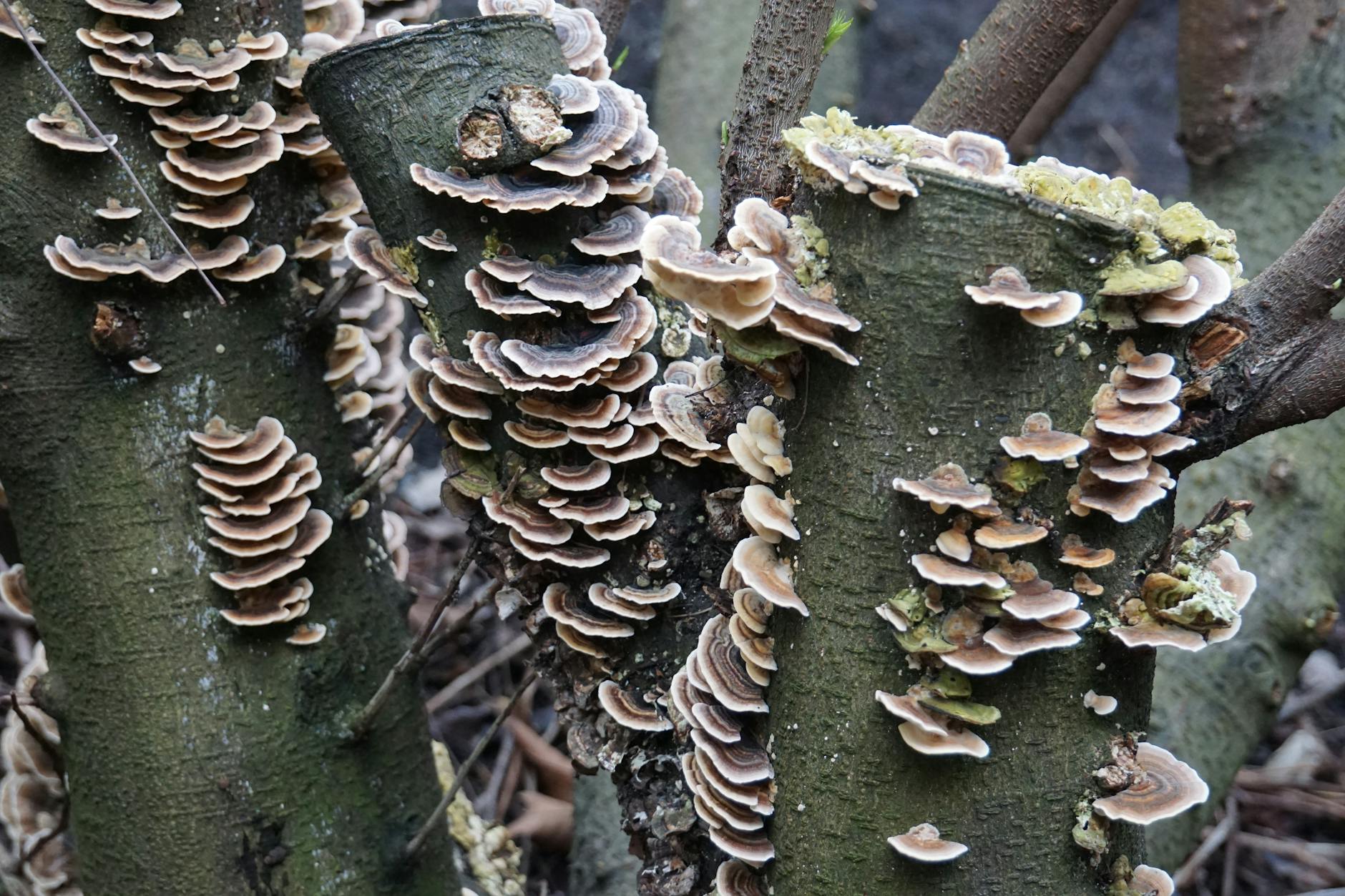 Holzabbauende Pilze und das CODIT-Modell der Baumholzabwehr.