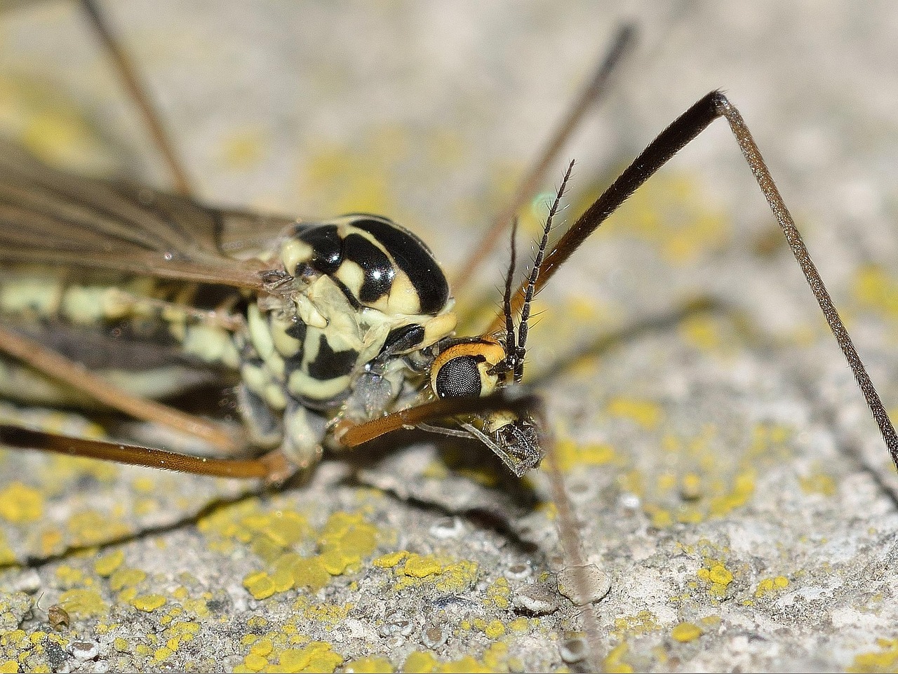 Wasser in Baumhöhlen und ihre verborgene Fauna