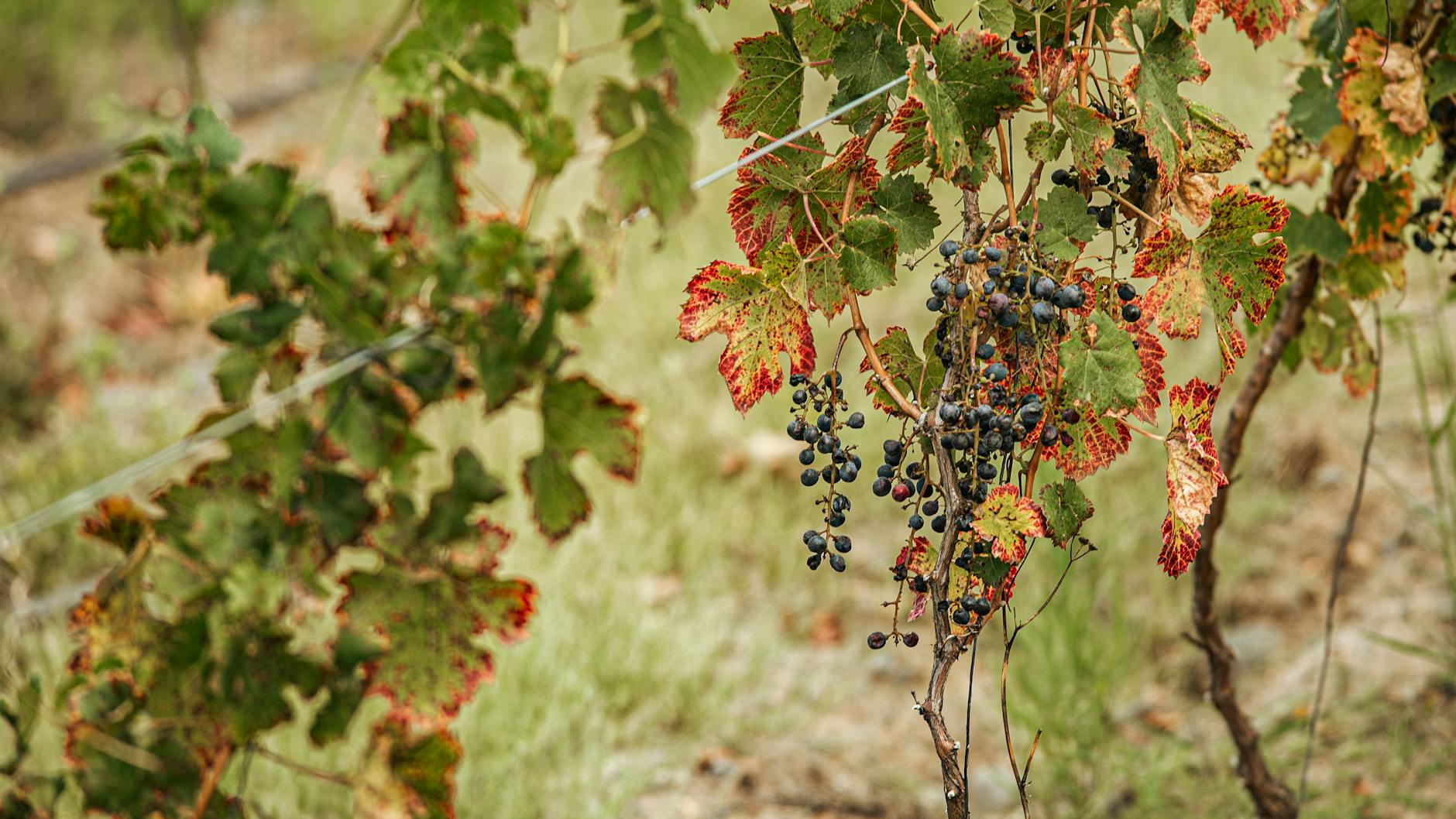 Physiologie und Lebensvorgänge der Weinrebe.