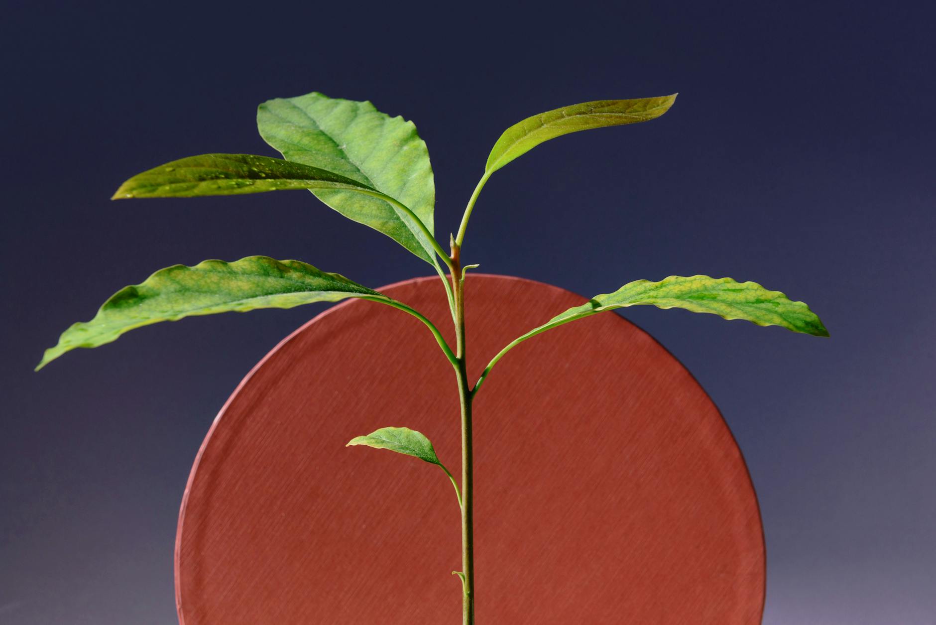 Geschichte der Entdeckung von Auxin, Gibberellin und Ethylen