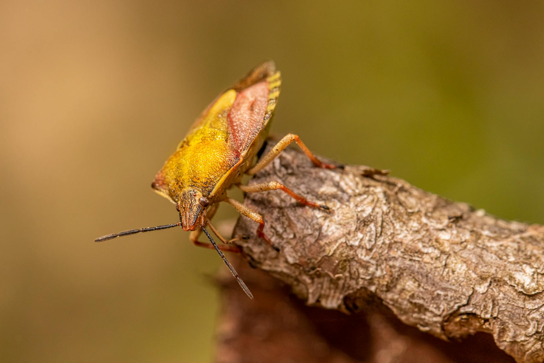 Verschiedene Organismen in Holz und Rinde von Bäumen