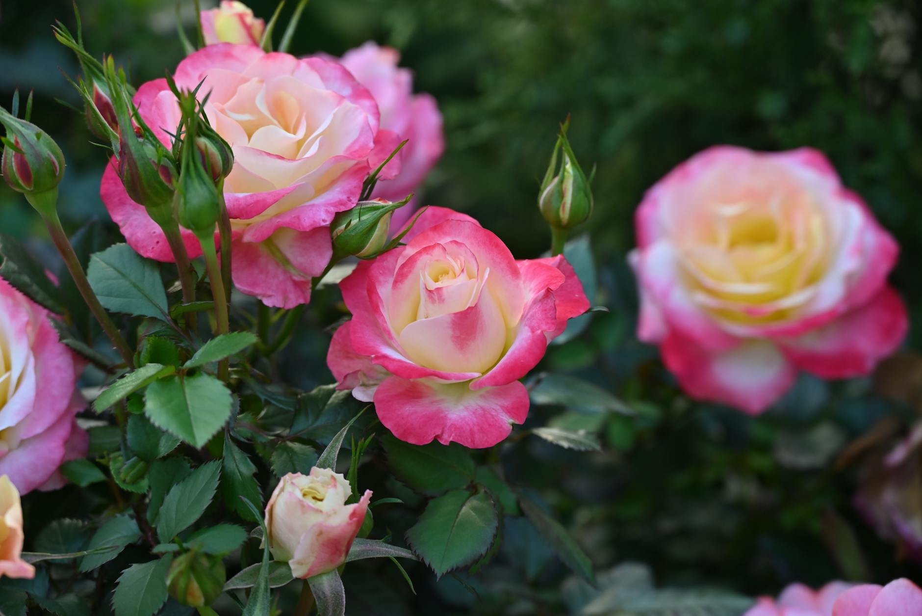 Düngung von Rosen mit organischen und mineralischen Düngern zum richtigen Zeitpunkt.