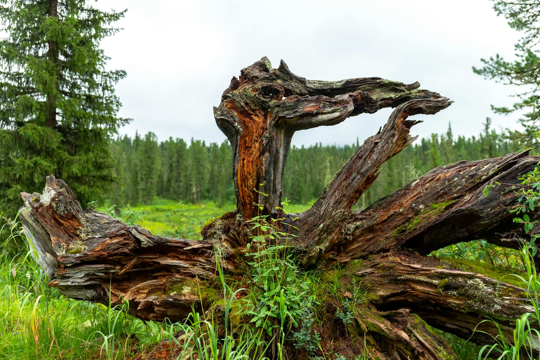 Pilze an Baumstämmen von Mykorrhiza bis zu Holzabbauarten