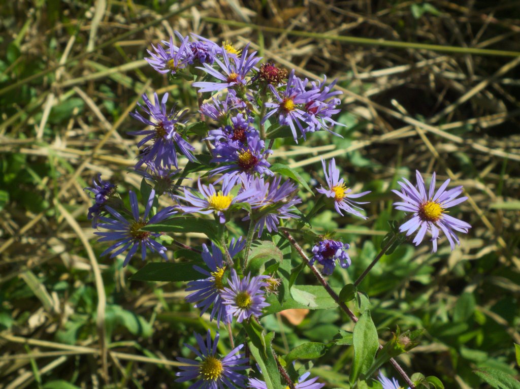 Purpur-Aster (Aster puniceus)