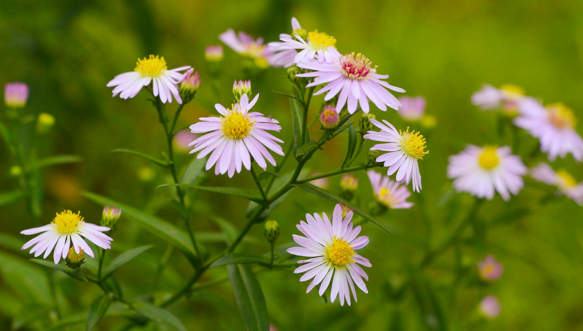 Aster, Traubenkraut und Fetthenne im Steingarten kombinieren.