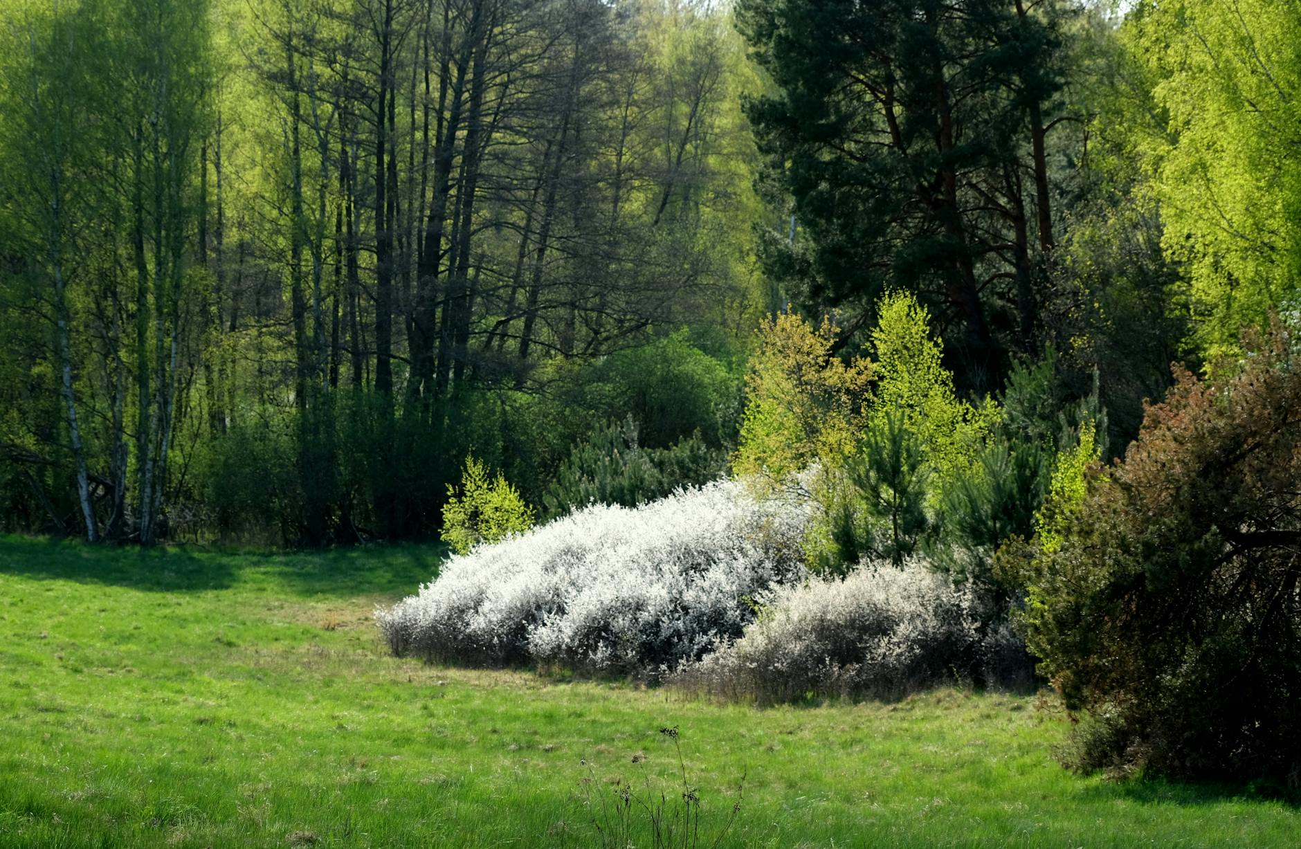 Klassifizierung von Gehölzbeständen von einzelnen Bäumen bis zu Feldgehölzen in der Landschaft.
