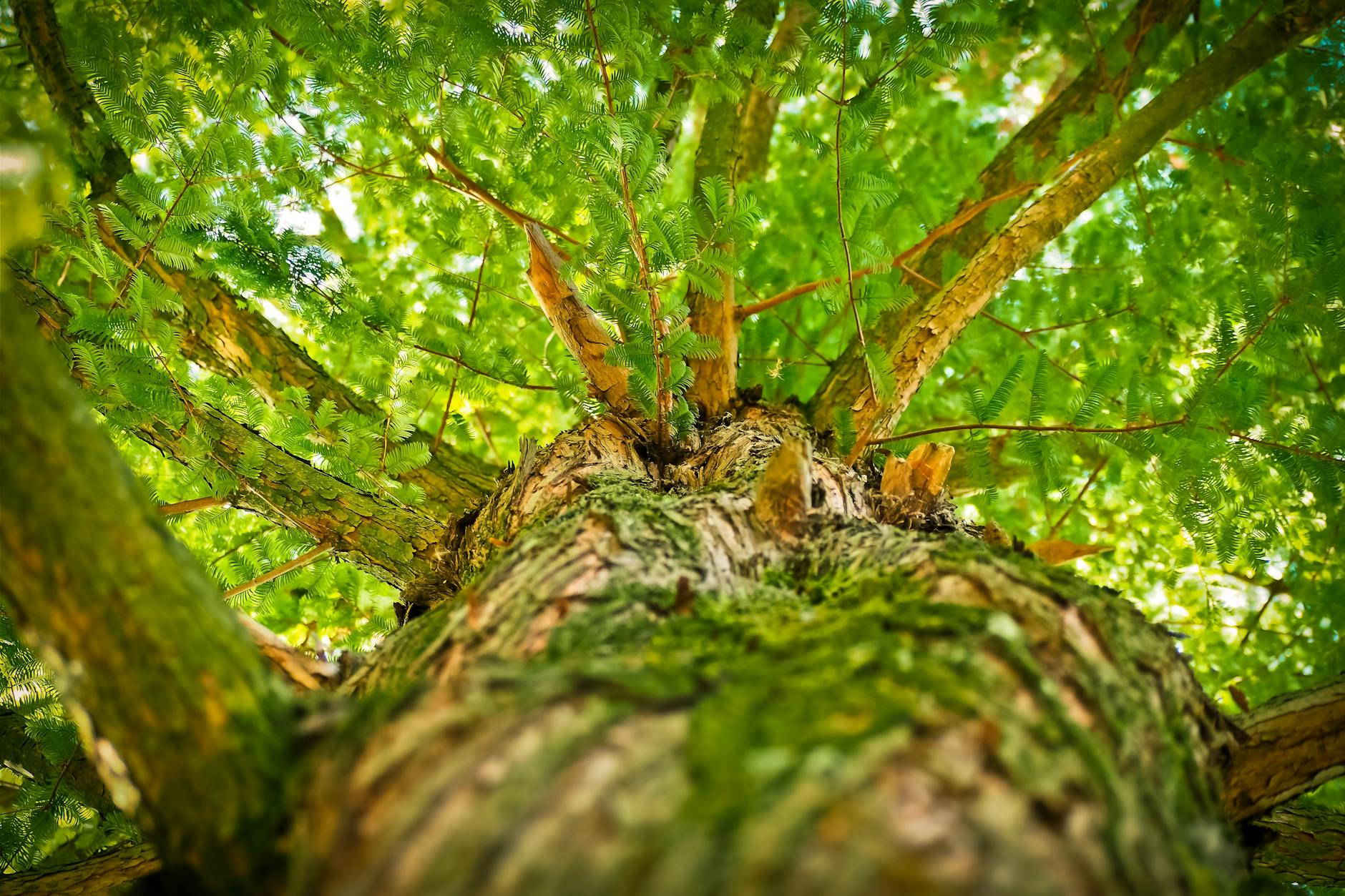 Korrekte Zitierweise von Autoren botanischer Pflanzennamen.