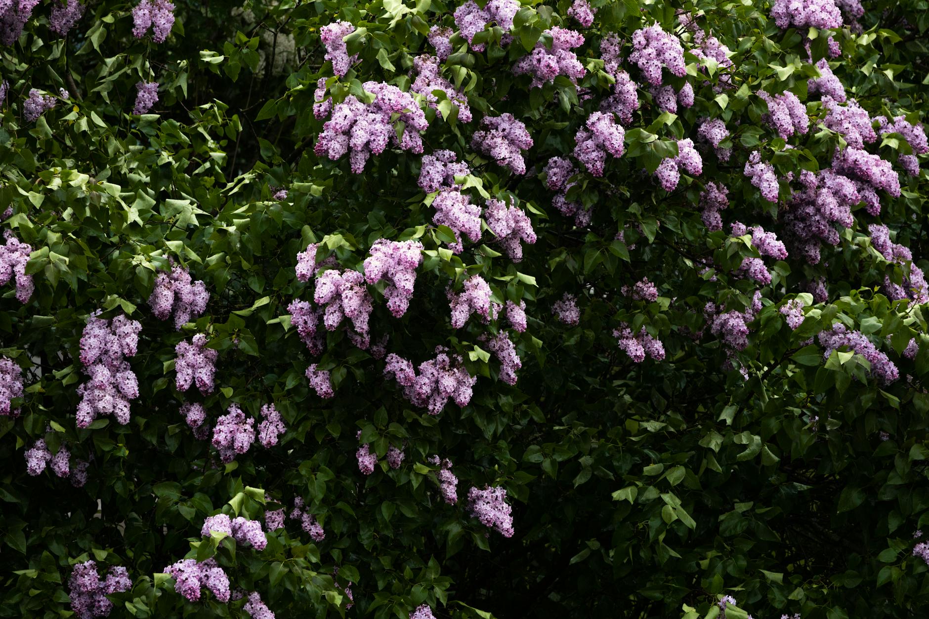 Verwendung von Laubgehölzen im Garten: Solitärbäume bis Hecken.