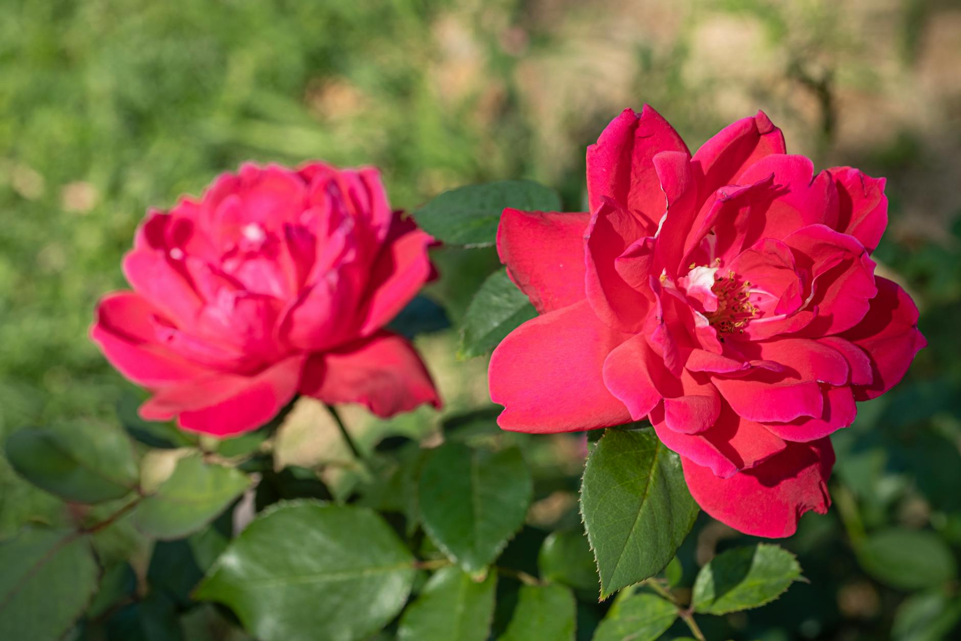 Frühjahrsschnitt bei Rosen: Richtige Schnitttechnik für verschiedene Gruppen.