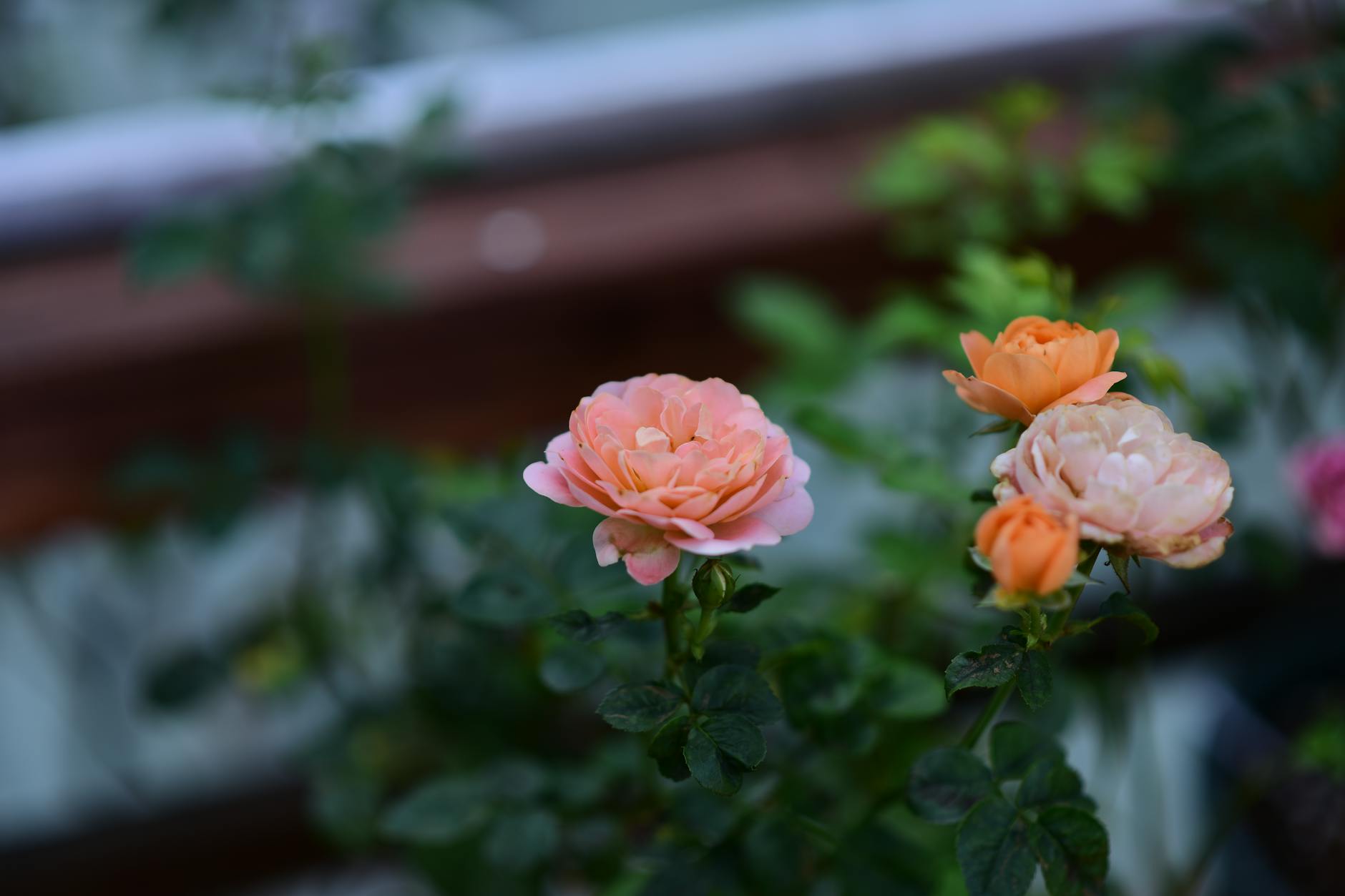 Rosenkomposition im Garten mit verschiedenen Sorten an geeigneten Standorten.
