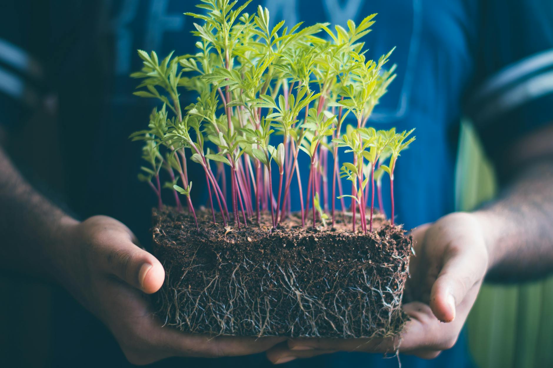 Evolution von Phytohormonen und ihre historische Entdeckung
