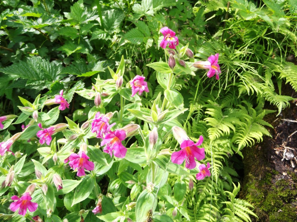 Lewis’ Gauklerblume (Mimulus lewisii)