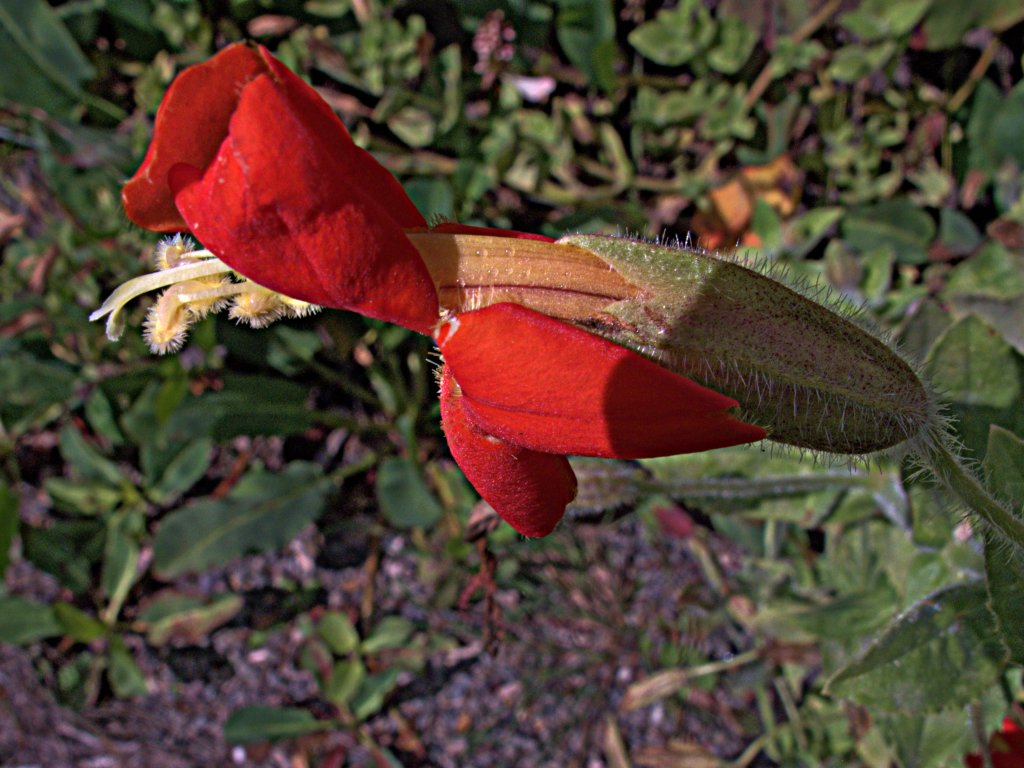 Scharlach-Gauklerblume (Mimulus cardinalis)