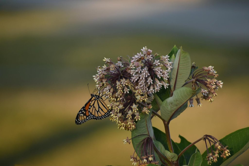Weiße Seidenpflanze (Asclepias incarnata var. alba)