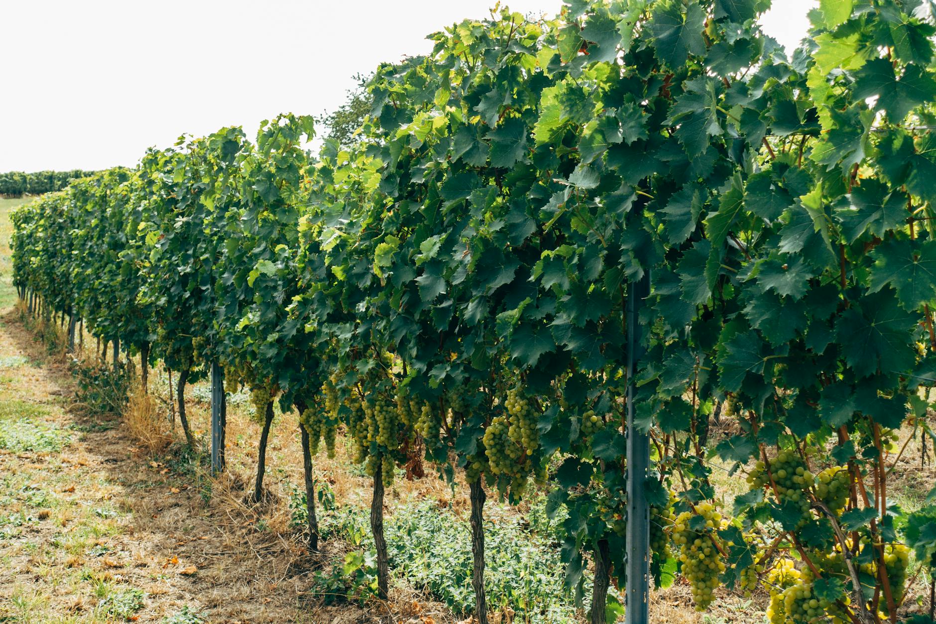 Kompatibilität und Affinität zwischen Unterlage und Edelreis für Weinzüchter