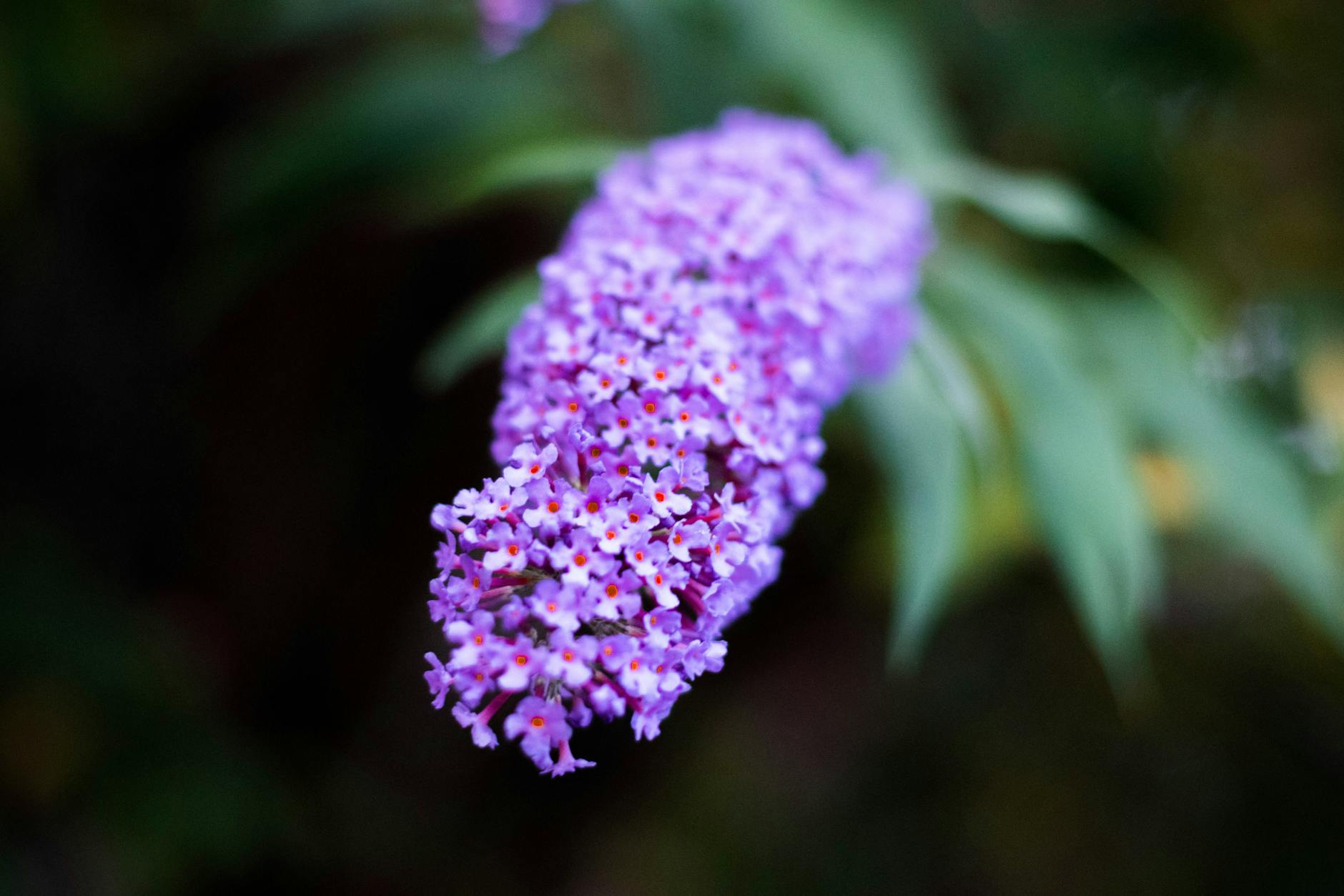 Schmetterlingsstrauch und Sommerflieder: Beste Sorten für den Garten.