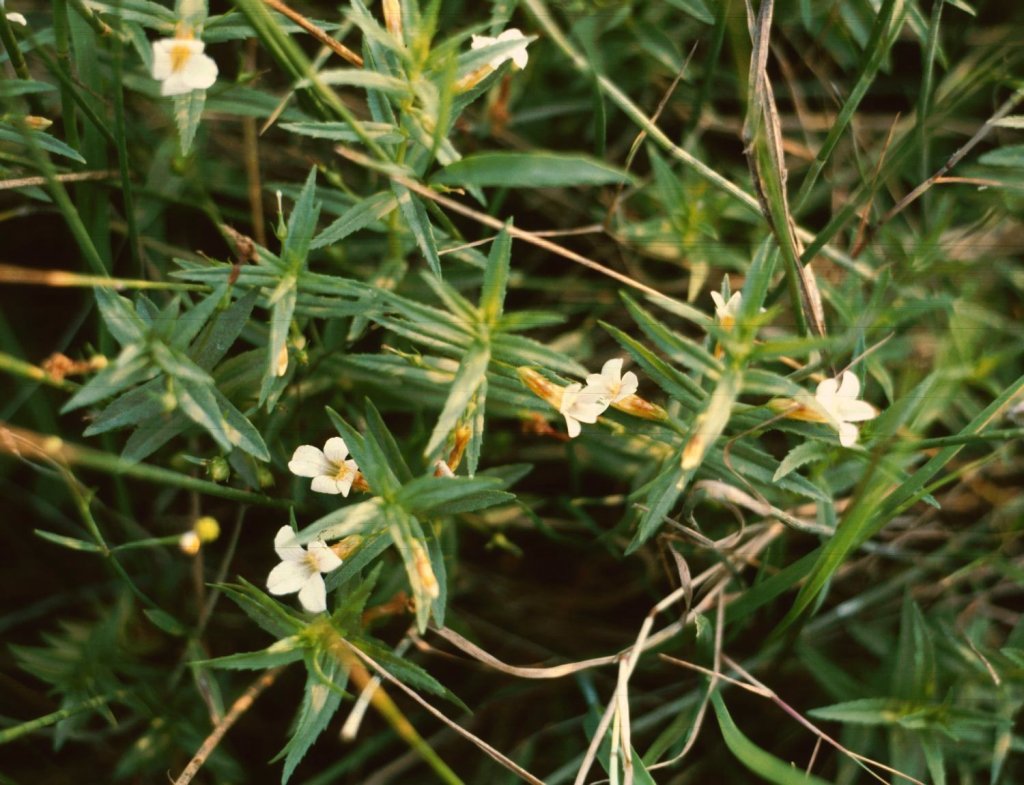 Gottes-Gnadenkraut (Gratiola officinalis)
