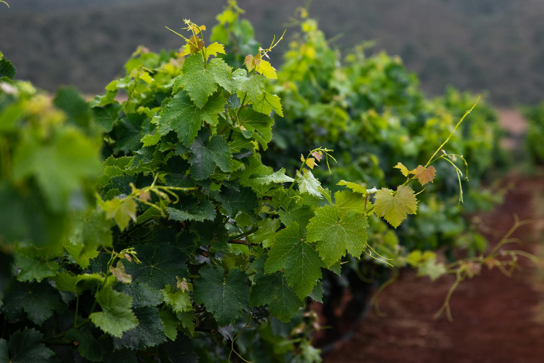 Wurzelsystem der Weinrebe und dessen Wachstum in der Erde