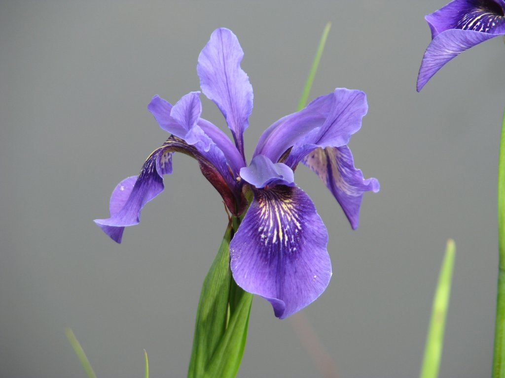 Bulleys Schwertlilie (Iris bulleyana)