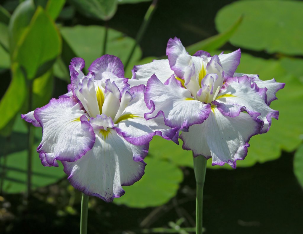 Japanische Sumpf-Schwertlilie (Iris kaempferi)