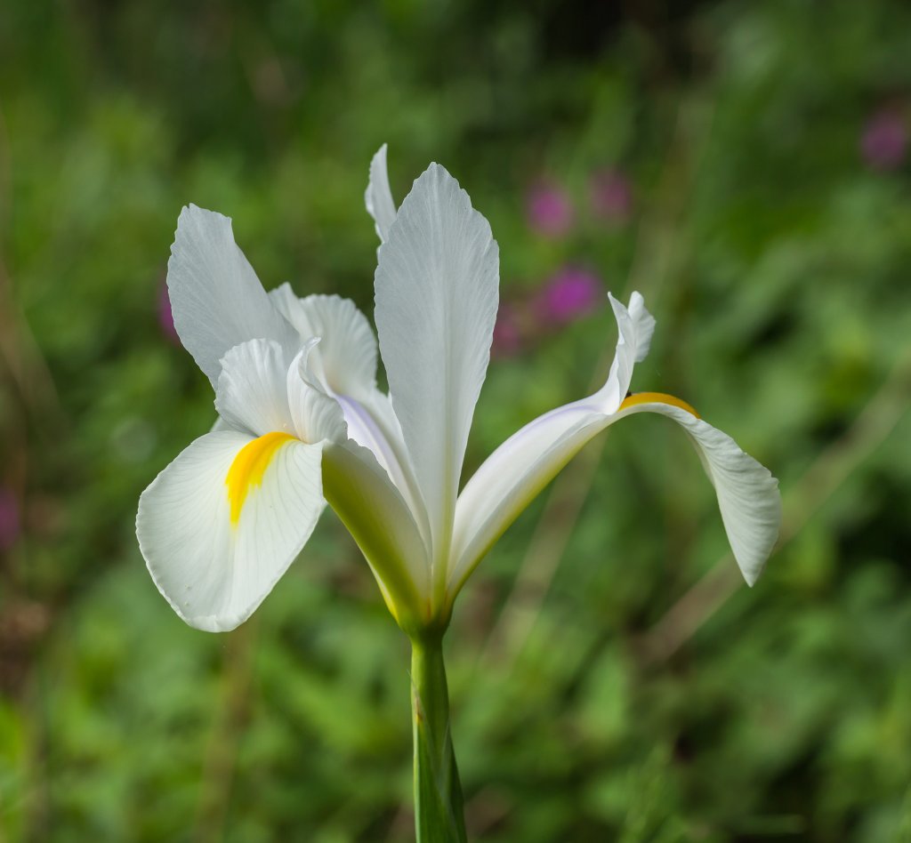 Sibirische Schwertlilie (Iris sibirica)
