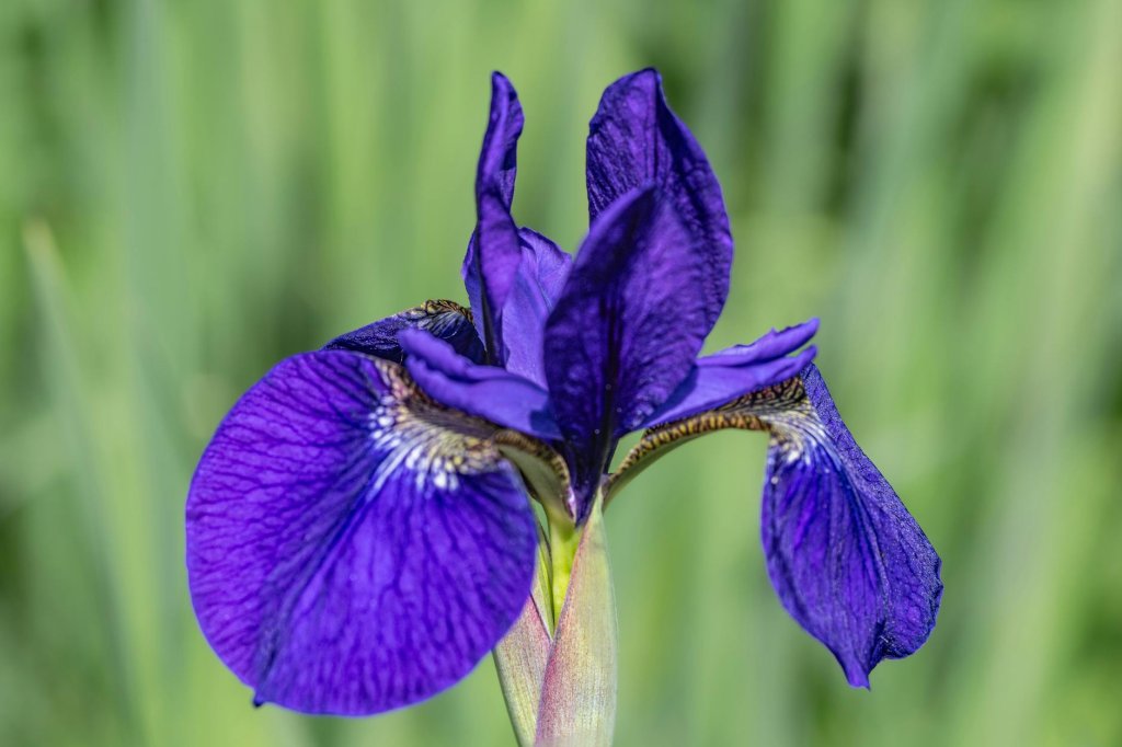 Sibirische Schwertlilie 'Perry's Pygmy' (Iris sibirica 'Perry's Pygmy')
