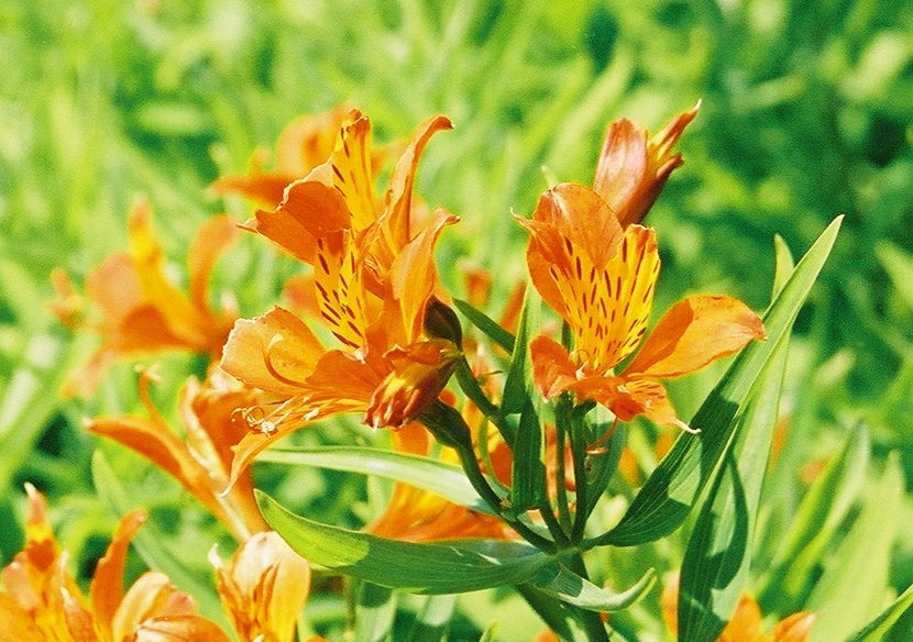 Goldgelbe Schwertlilie (Iris aurea)