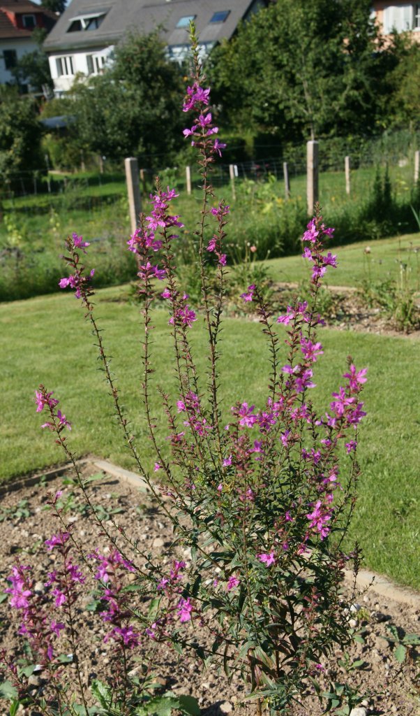 Ruten-Weiderich (Lythrum virgatum)