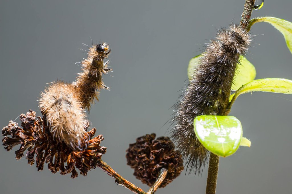 Insektenlarven im Rasen