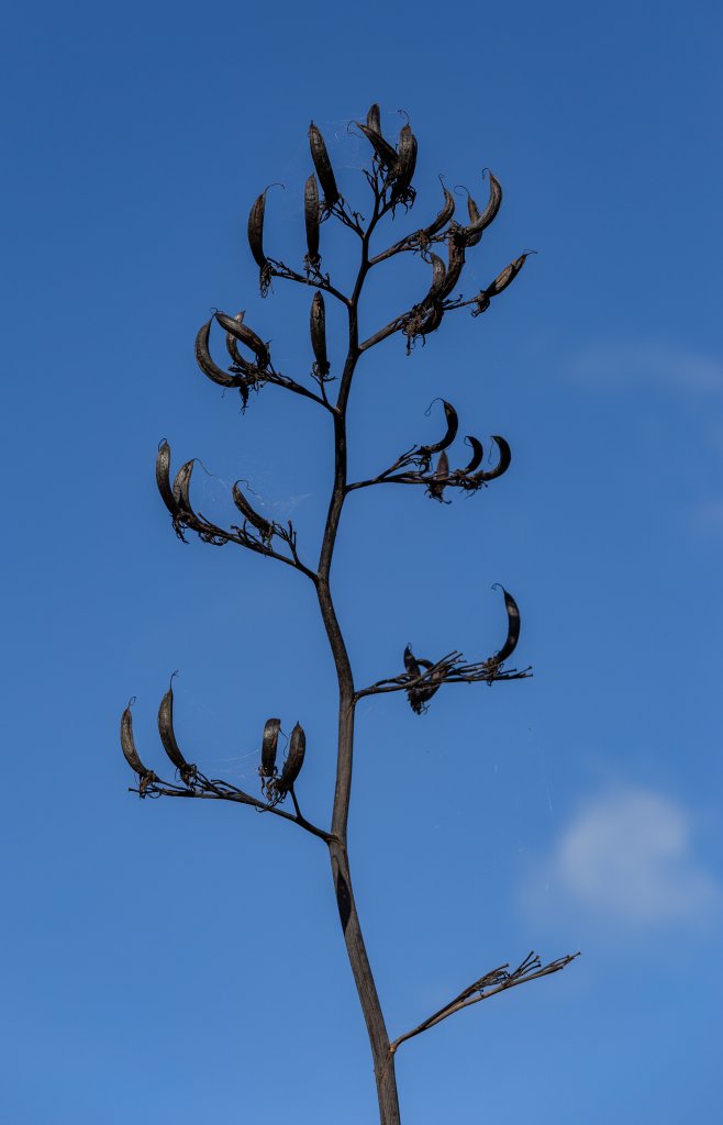Neuseeländer Flachs (Phormium tenax)