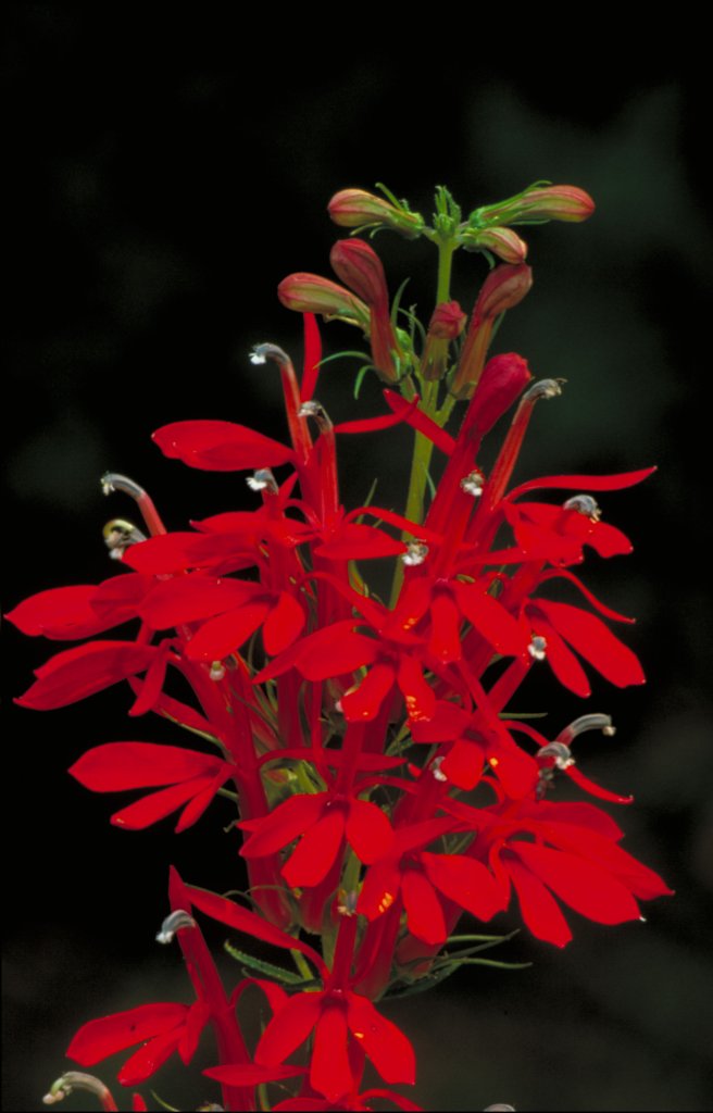 Scharlach-Lobelie (Lobelia cardinalis)
