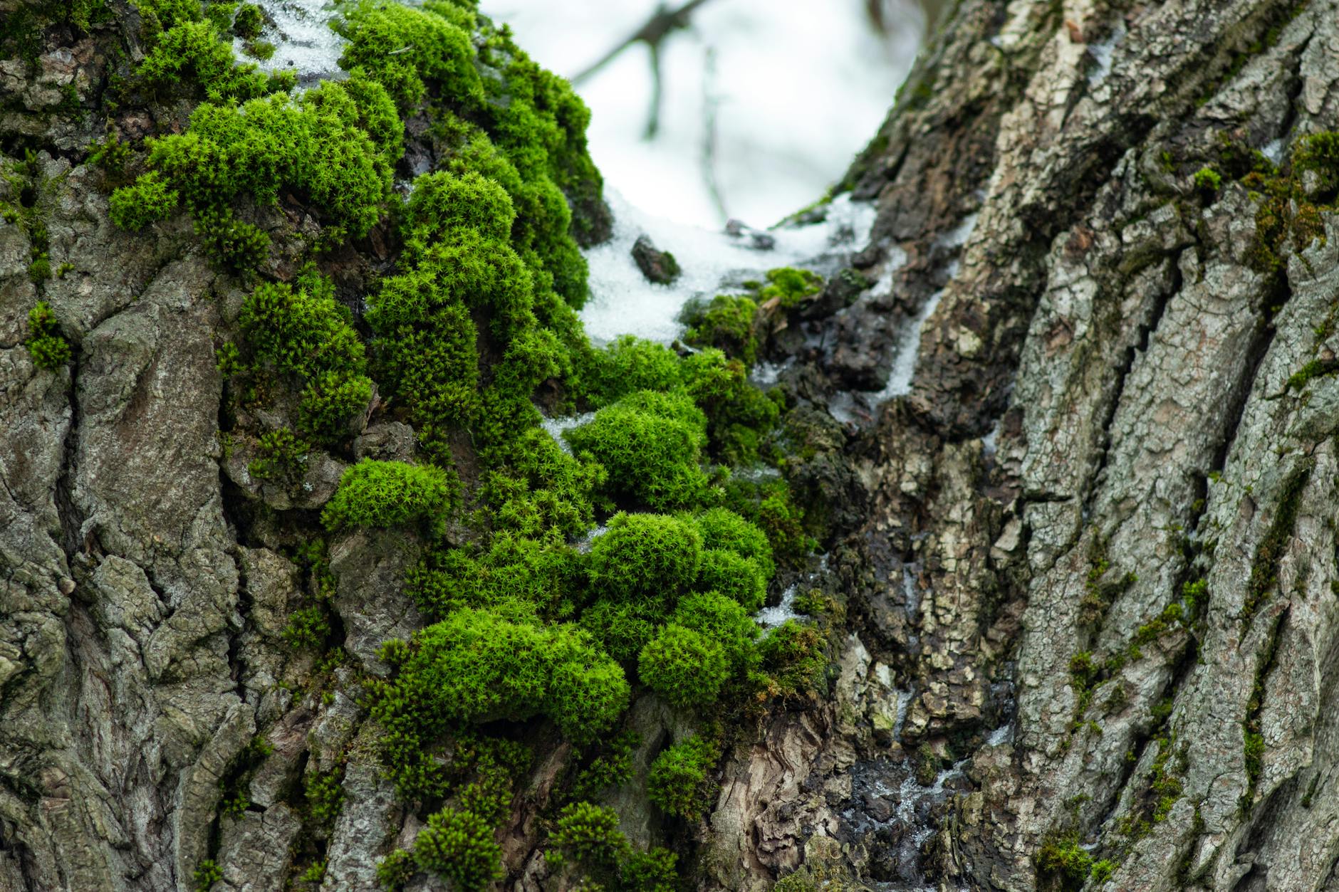 Moose und Lebermoose als Epiphyten auf Baumstämmen