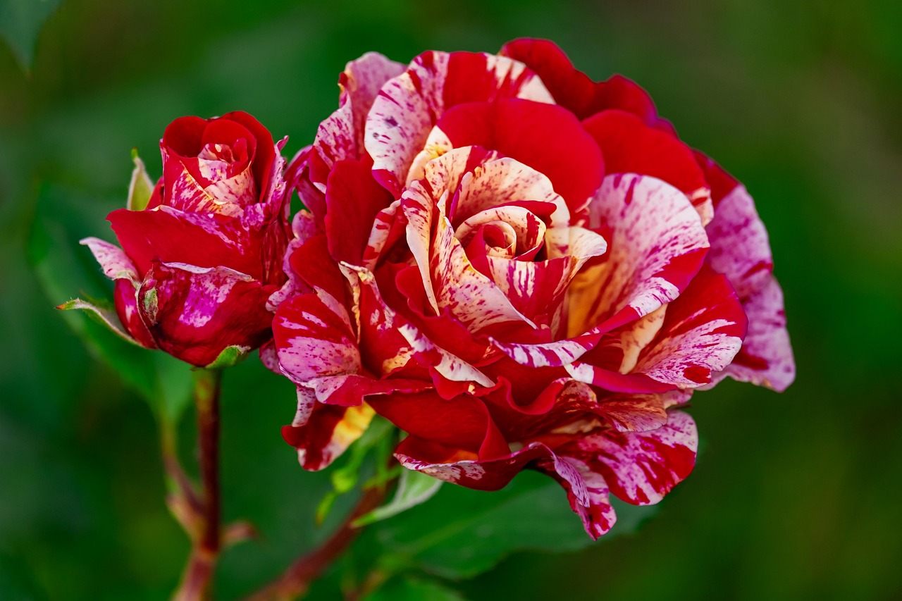 Vermehrung von Rosen durch Samen, Stecklinge und Okulation.