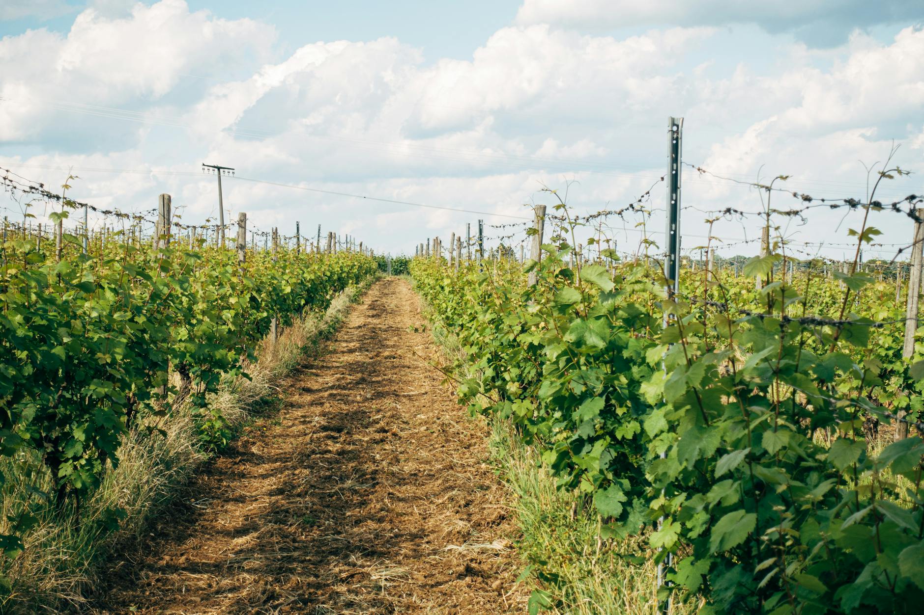 Seehöhe, Reliefform und Hangorientierung für optimale Weinberganlage