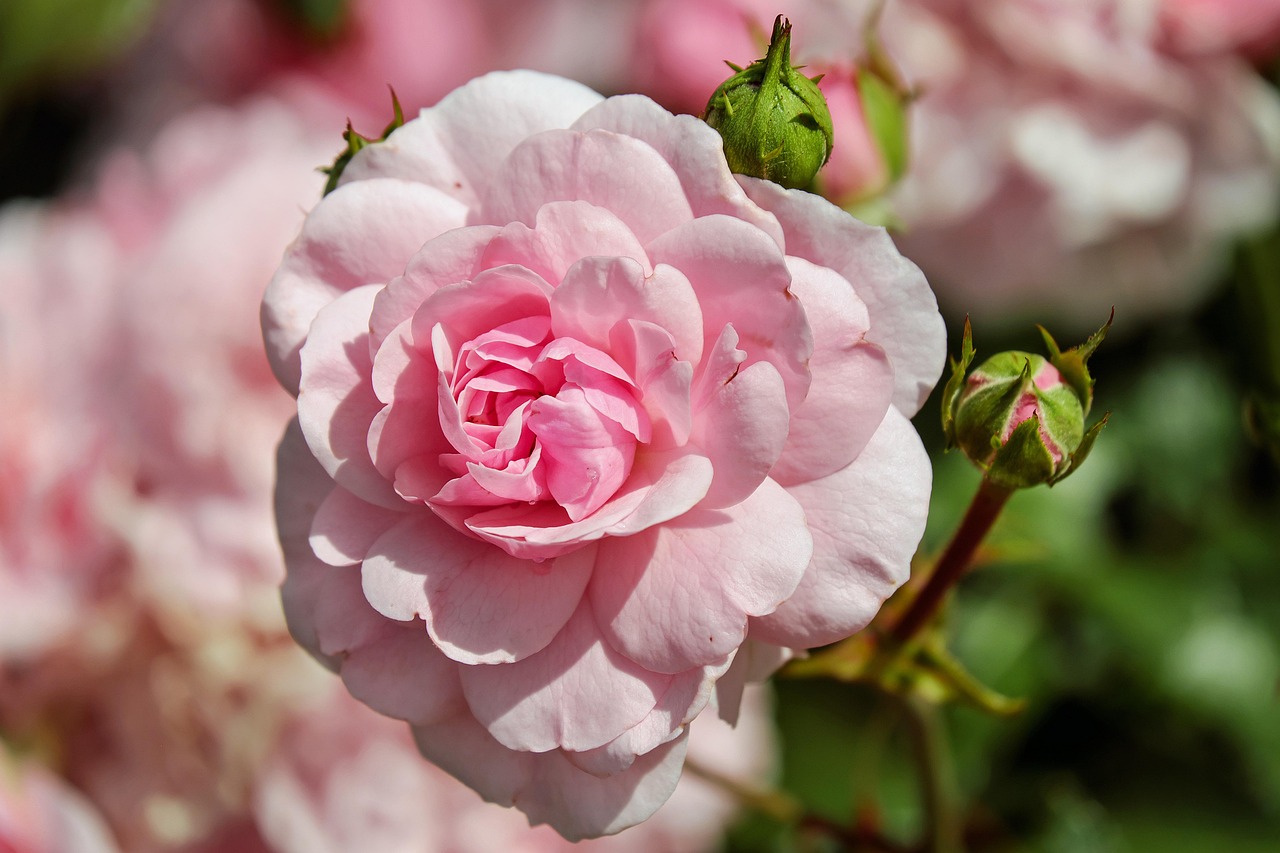 Winterschutz für Rosen und Frostschutzmaßnahmen in der kalten Jahreszeit.