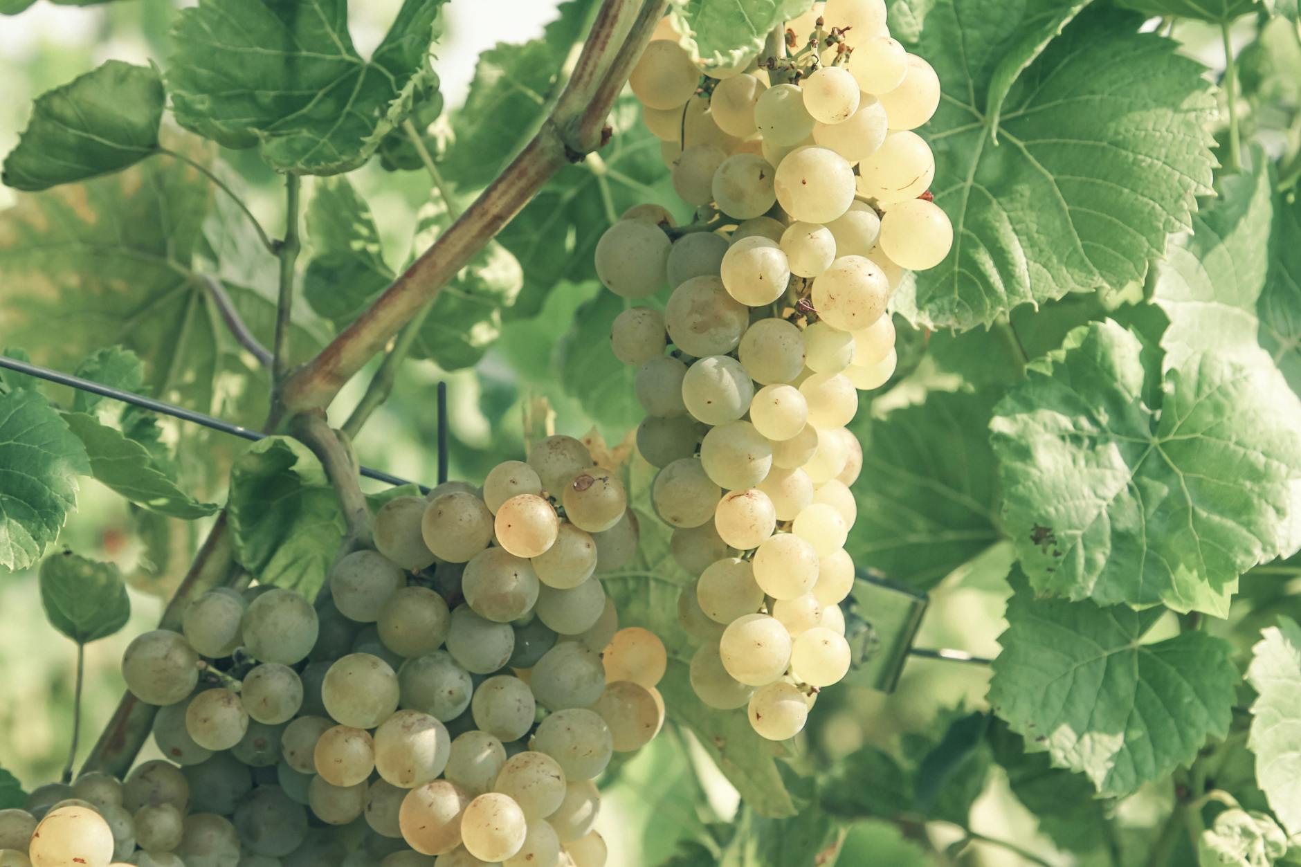 Entfernung von Traubenstielen und Zuschnitt für größere Beeren