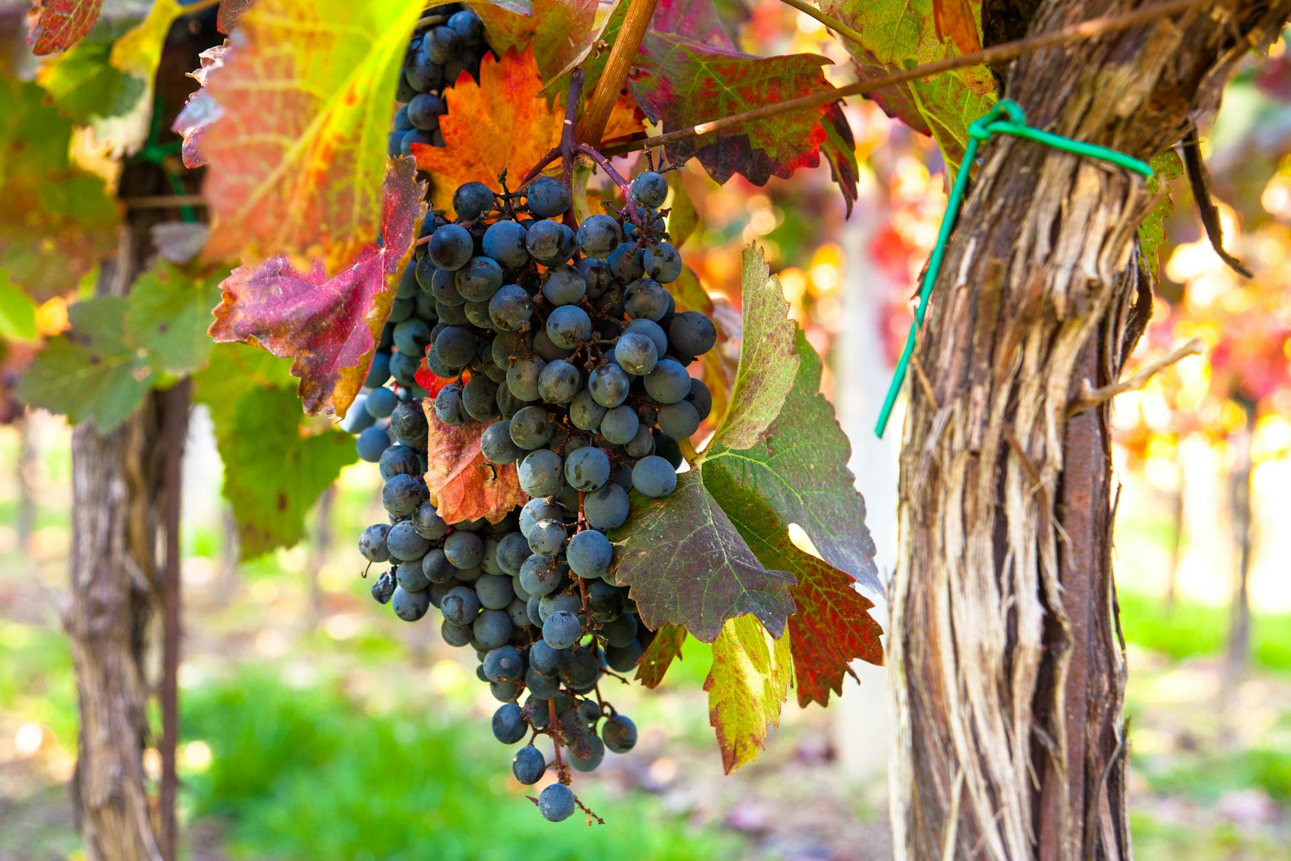 Rebsorten mittlerer Qualität: Müller-Thurgau, Veltlínské zelené, Vlašský und Neuburger