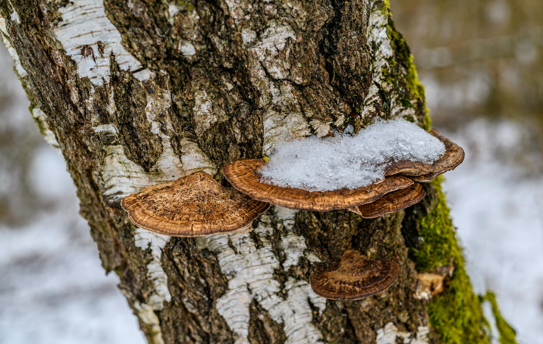 Gefährdete Pilze und Flechten an alten Bäumen