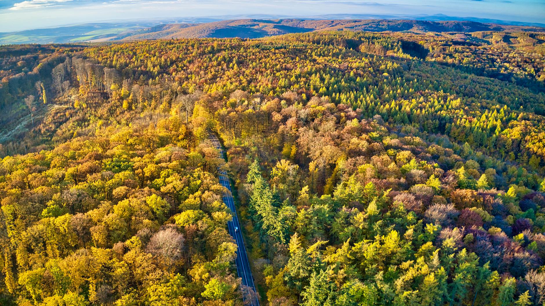 Zierpflanzvereine und ihr Beitrag zum Baumschutz im 19. und 20. Jahrhundert.