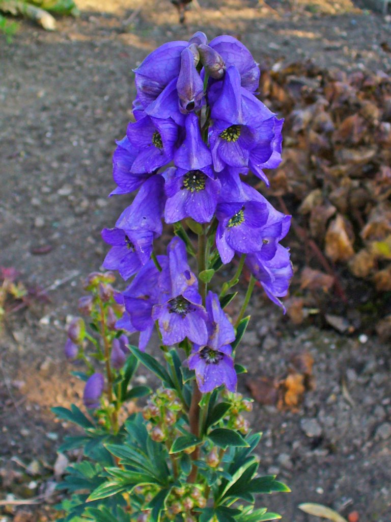 Eisenhut (Aconitum)