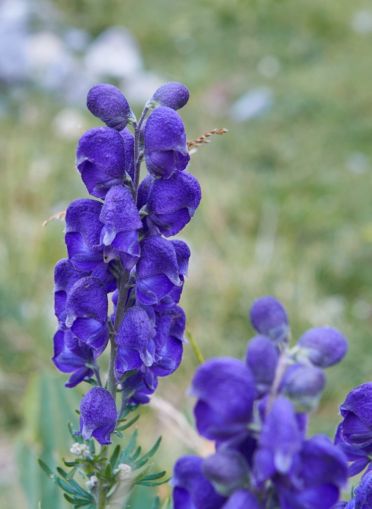 Blauer Eisenhut (Aconitum napellus)