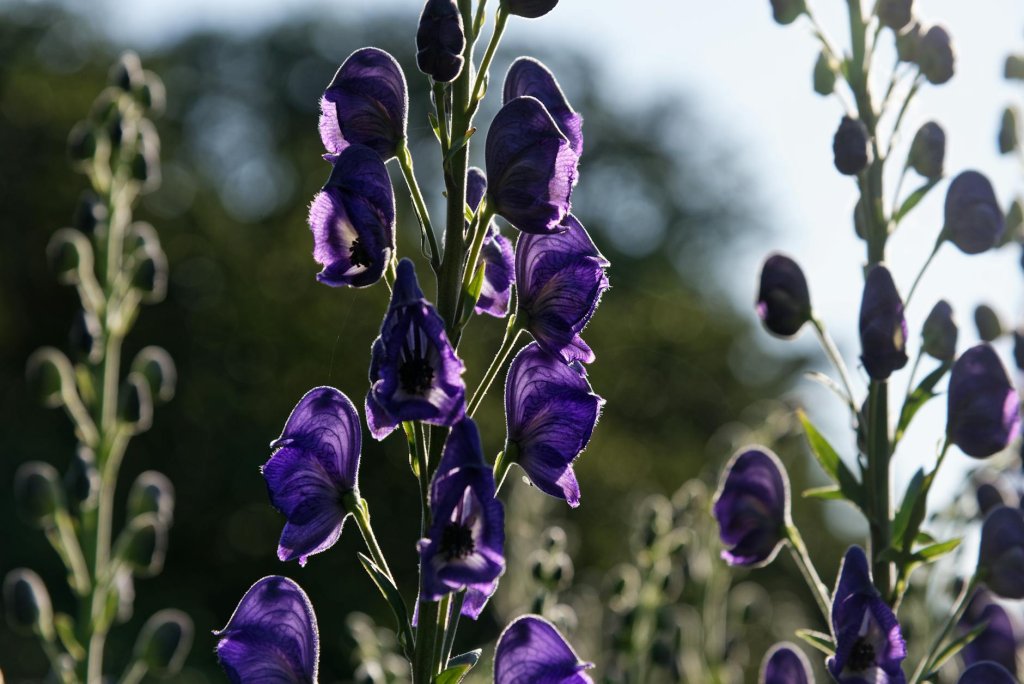 Blauer Eisenhut 'Spark's Variety' (Aconitum napellus 'Spark's Variety')