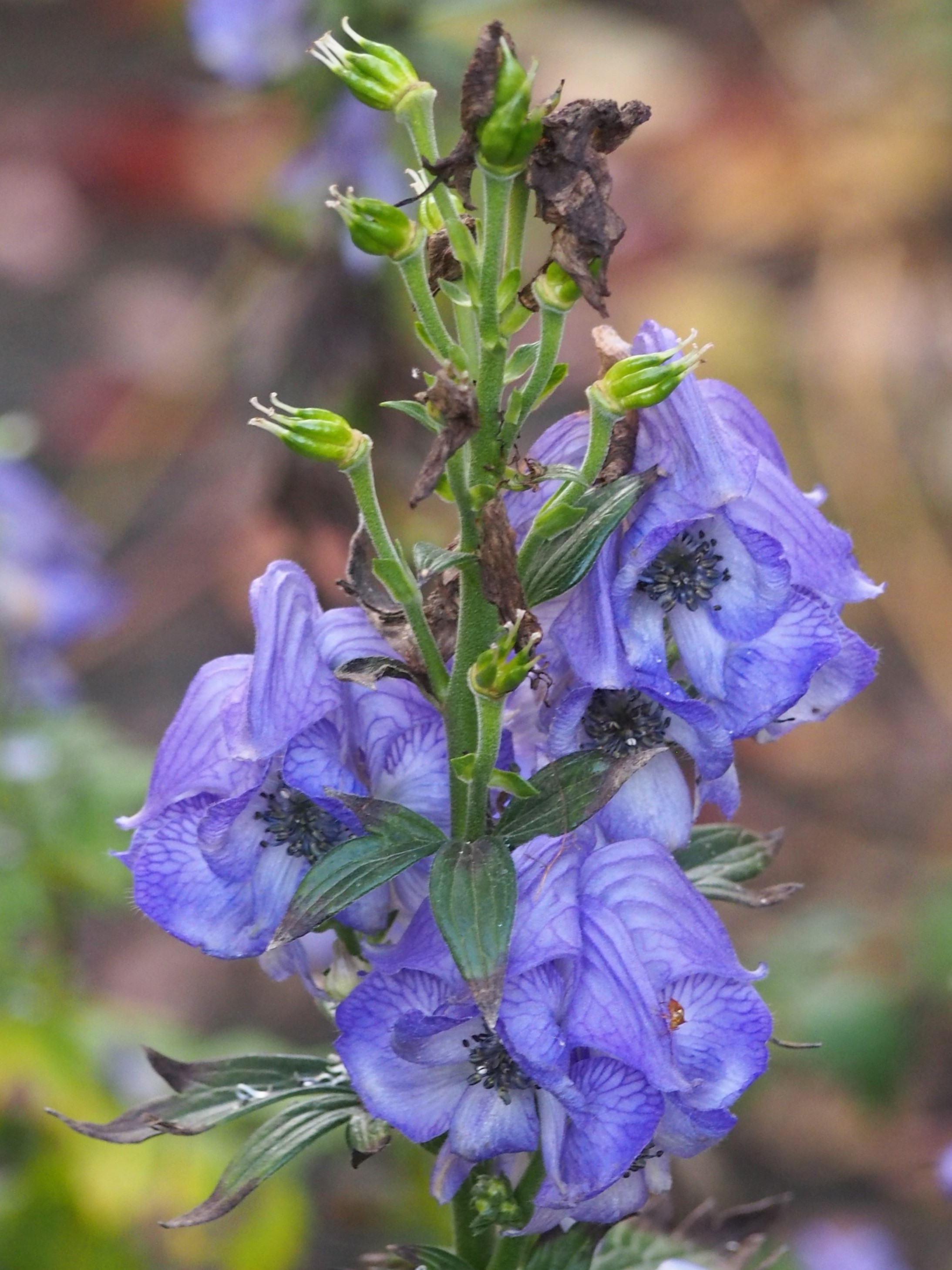 Wilsons Eisenhut (Aconitum wilsonii)