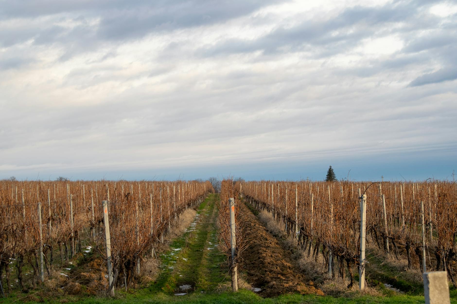 Stützvorrichtungen im Weinberg: Drähte, Betonpfähle und deren Montage