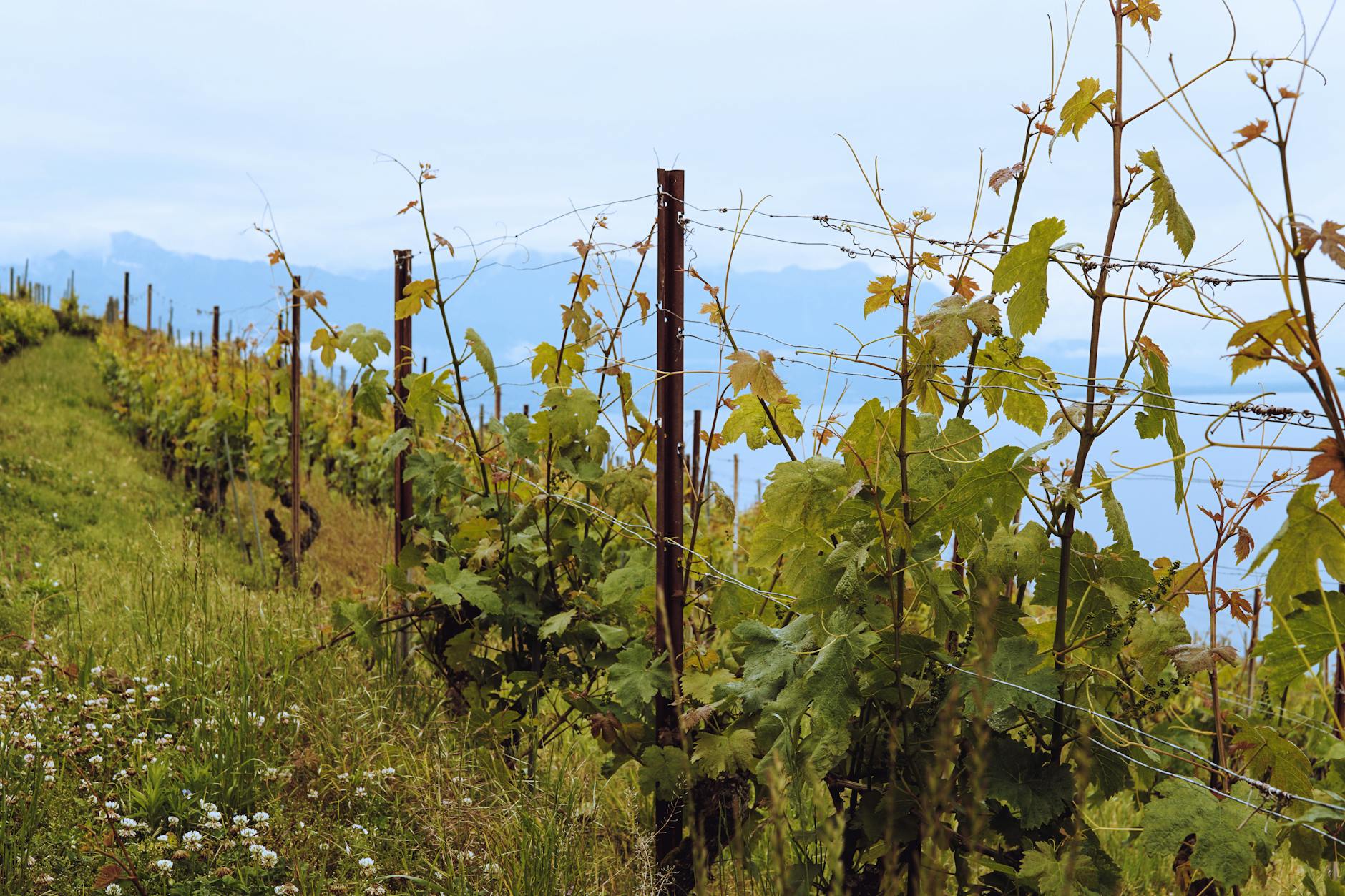Weinbergarbeiten im zweiten Jahr: Schnitt, Stammentwicklung und Düngung