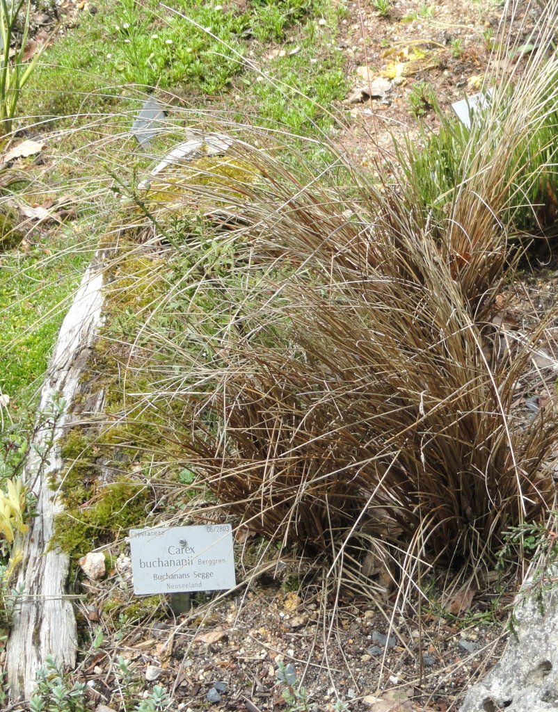 Buchanans Segge (Carex buchananii)
