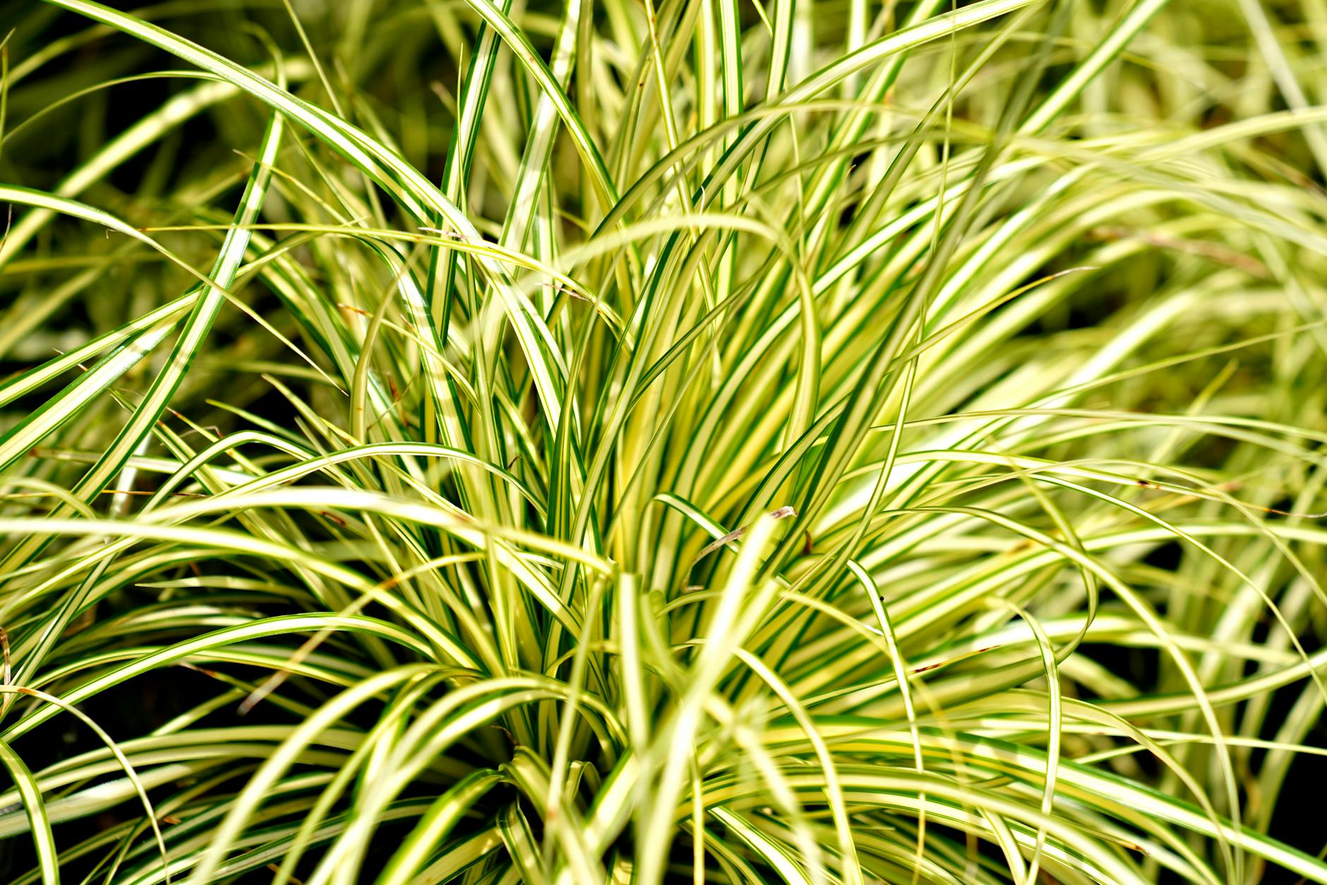 Barevné ostrice carex do vlhkých i suchých míst